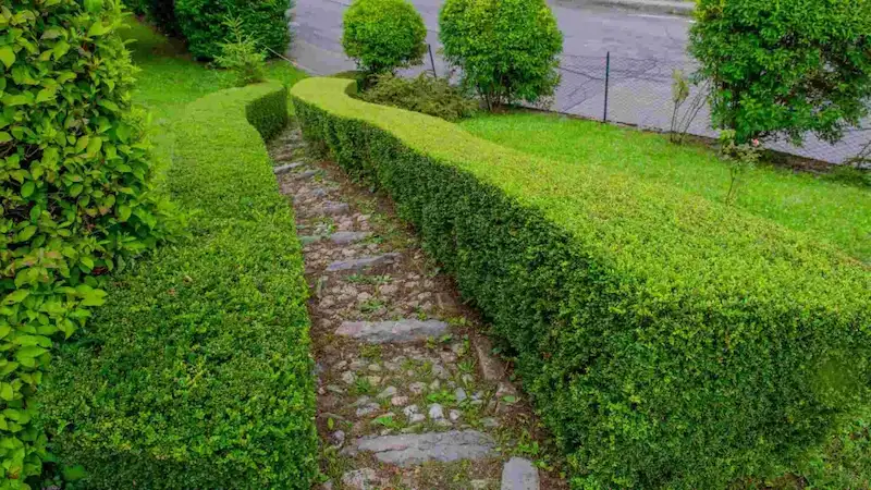 Hedge & Shrub Service Near Tulsa OK