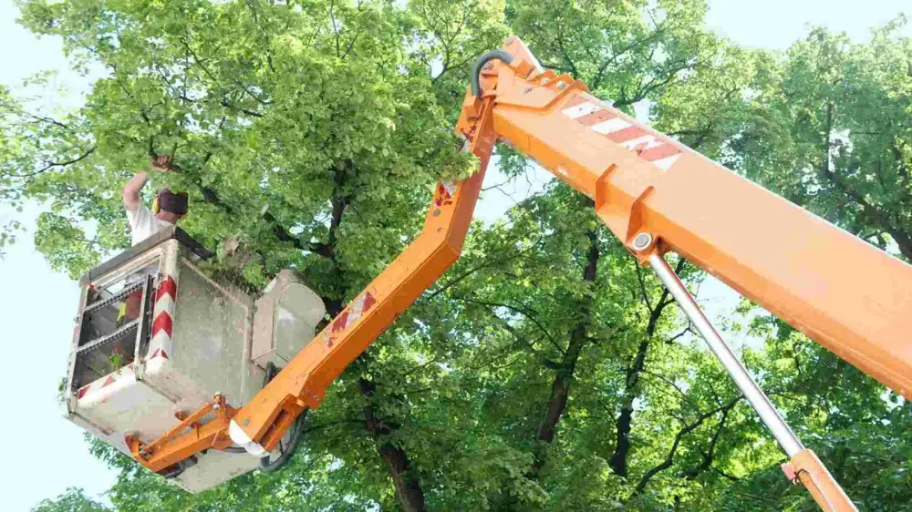 Tree Trimming Services Near Tulsa