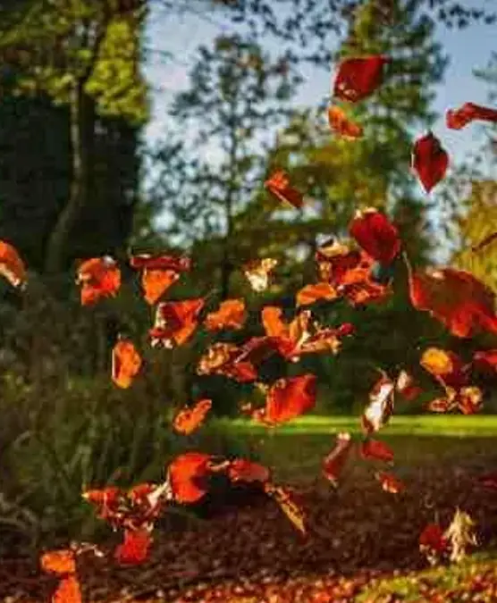 Tulsa Leaf Removal Services