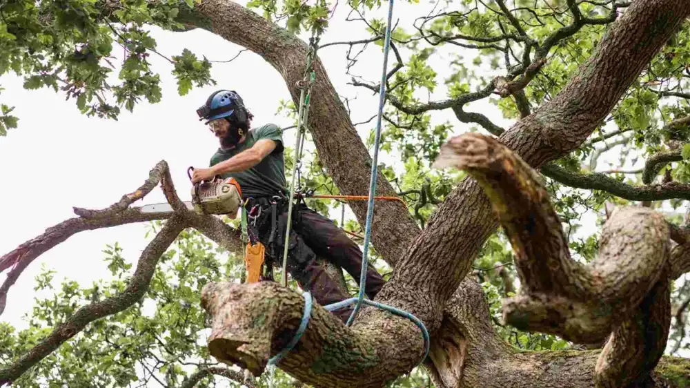 Tulsa Tree Trimming