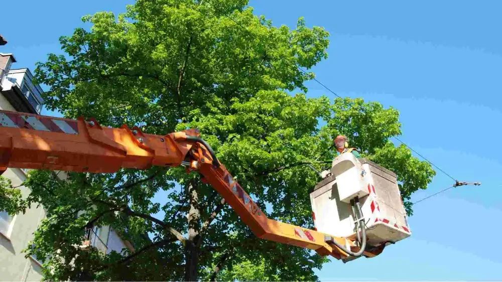 Tulsa Tree Trimming