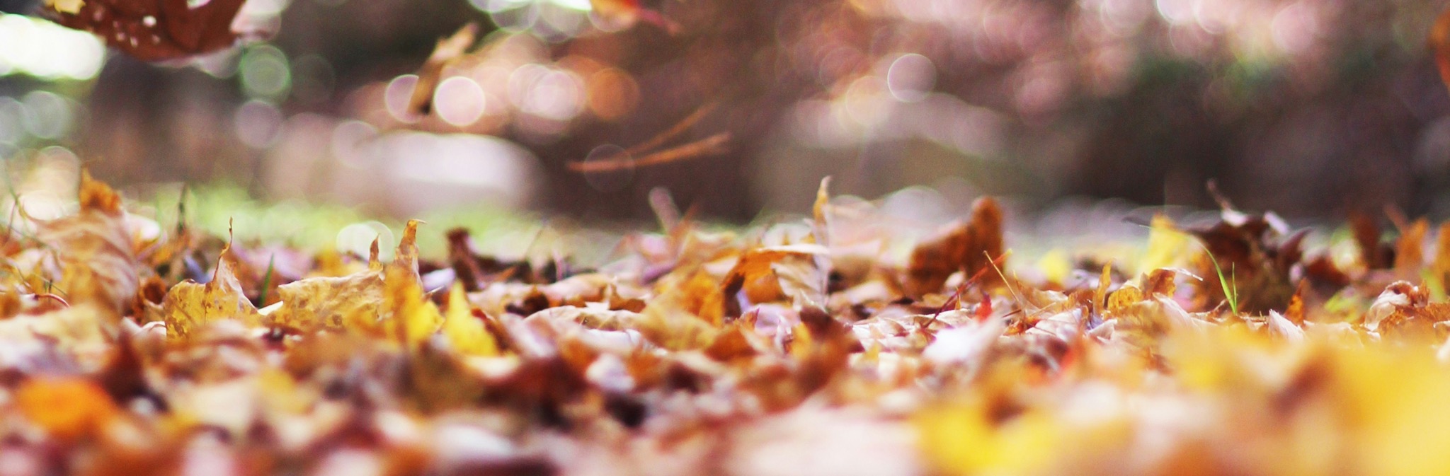Ways to Find Leaf Removal Services in Tulsa