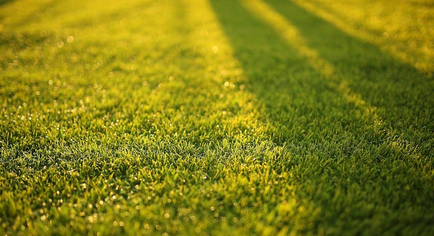 best schedule to fertilize your lawn grass