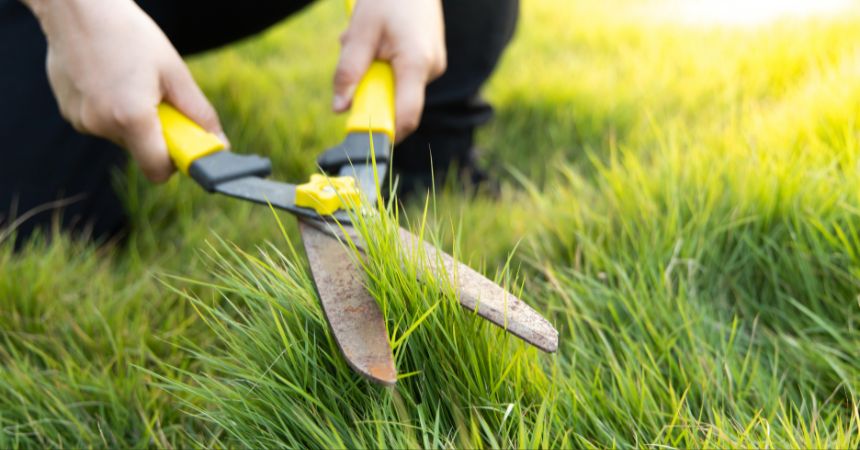 how to improve lawn health
