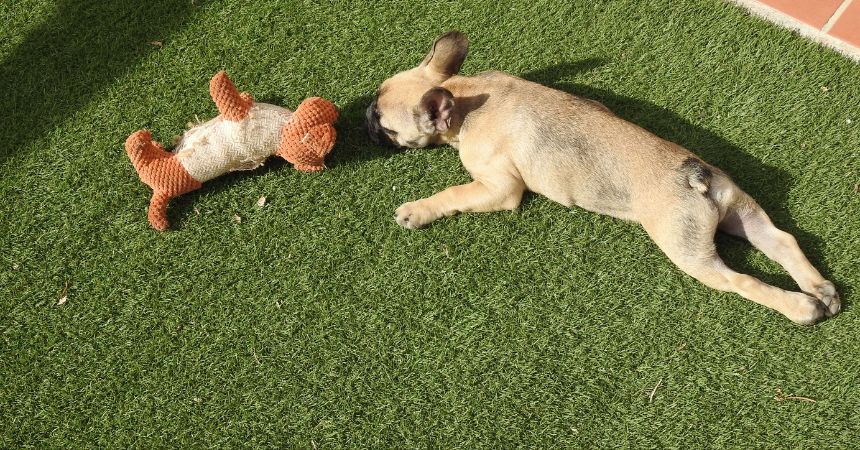 tips to maintain a healthy lawn with pets